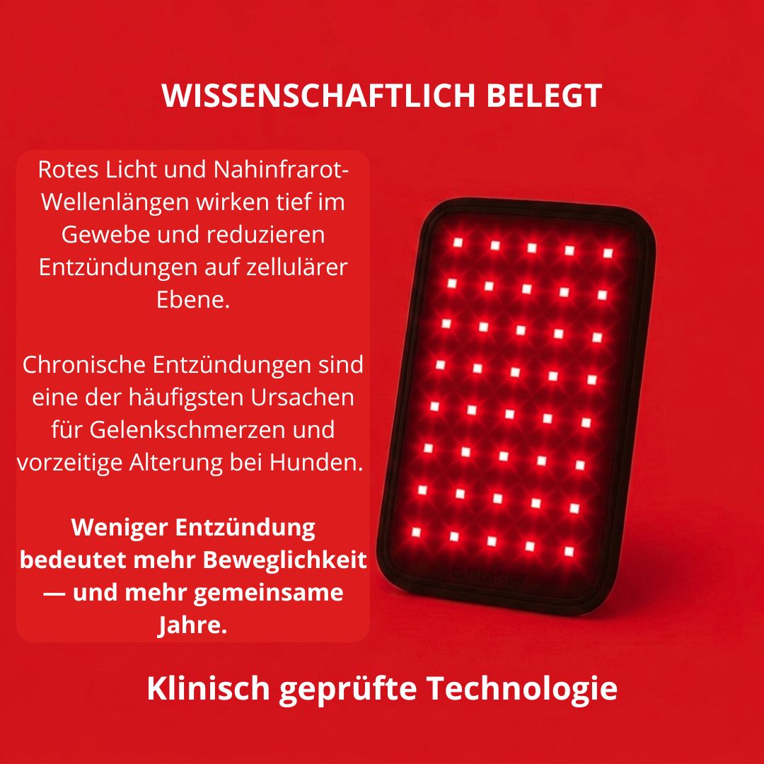 GlowPaws - Rotlichttherapie für Hunde