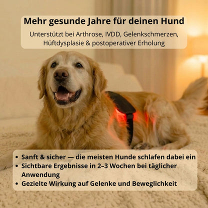 GlowPaws - Rotlichttherapie für Hunde