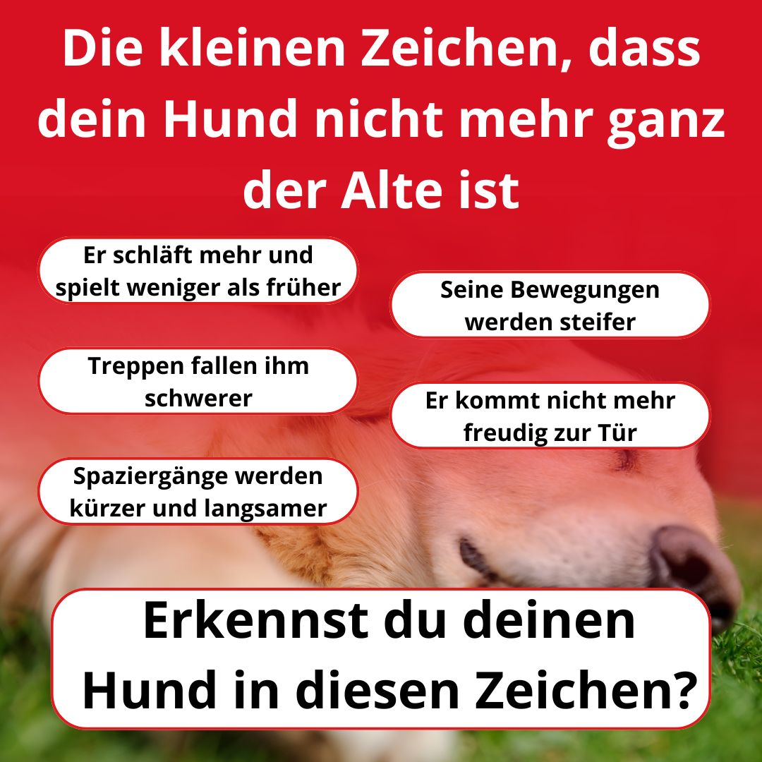 GlowPaws - Rotlichttherapie für Hunde