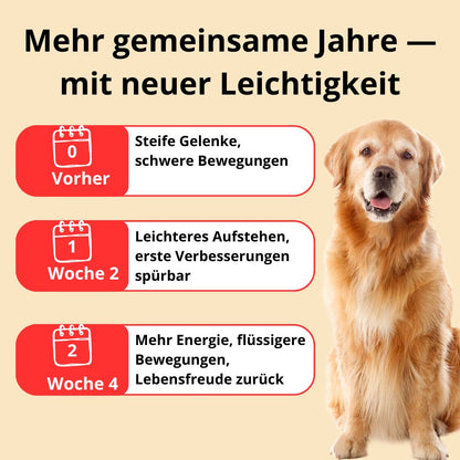 GlowPaws - Rotlichttherapie für Hunde